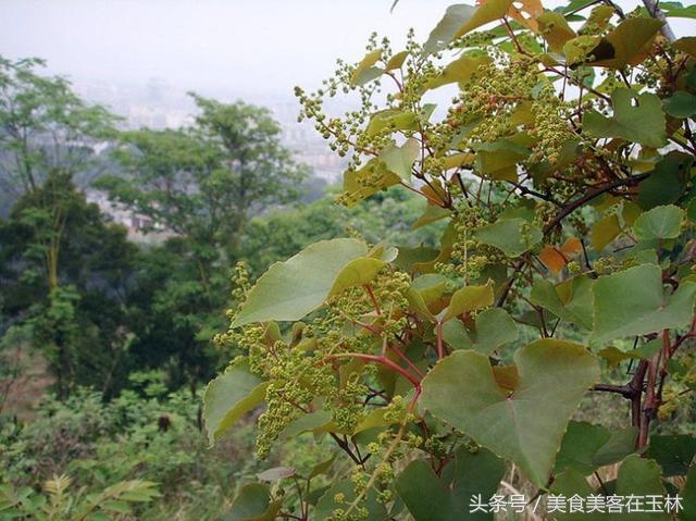 土白蔹美食