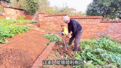 奶奶摘花椒的15分钟里，两岁的孙女竟失踪了