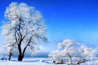 湖南奇观，蜉蝣纷飞如雪景