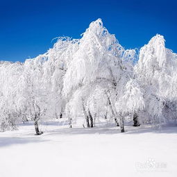 湖南奇观，蜉蝣纷飞如雪景