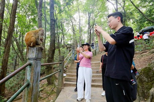 黔灵山猴群骚扰女游客，探索人与自然的和谐共存之道