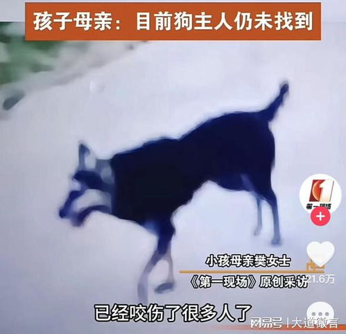 幼童遭恶犬撕咬，众人合力救援