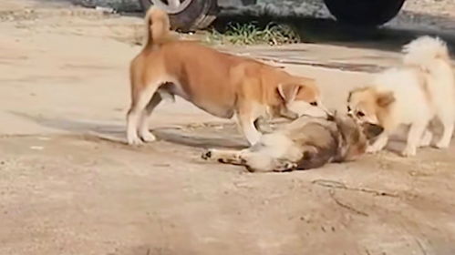 幼童遭恶犬撕咬，众人合力救援