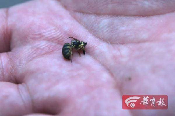 男孩遭遇隐翅虫袭击，误用药物致全身溃烂