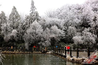 鹤岗雪后奇景，推门即入雾凇画