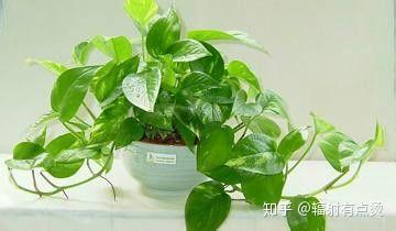 什么植物能有效防辐射？